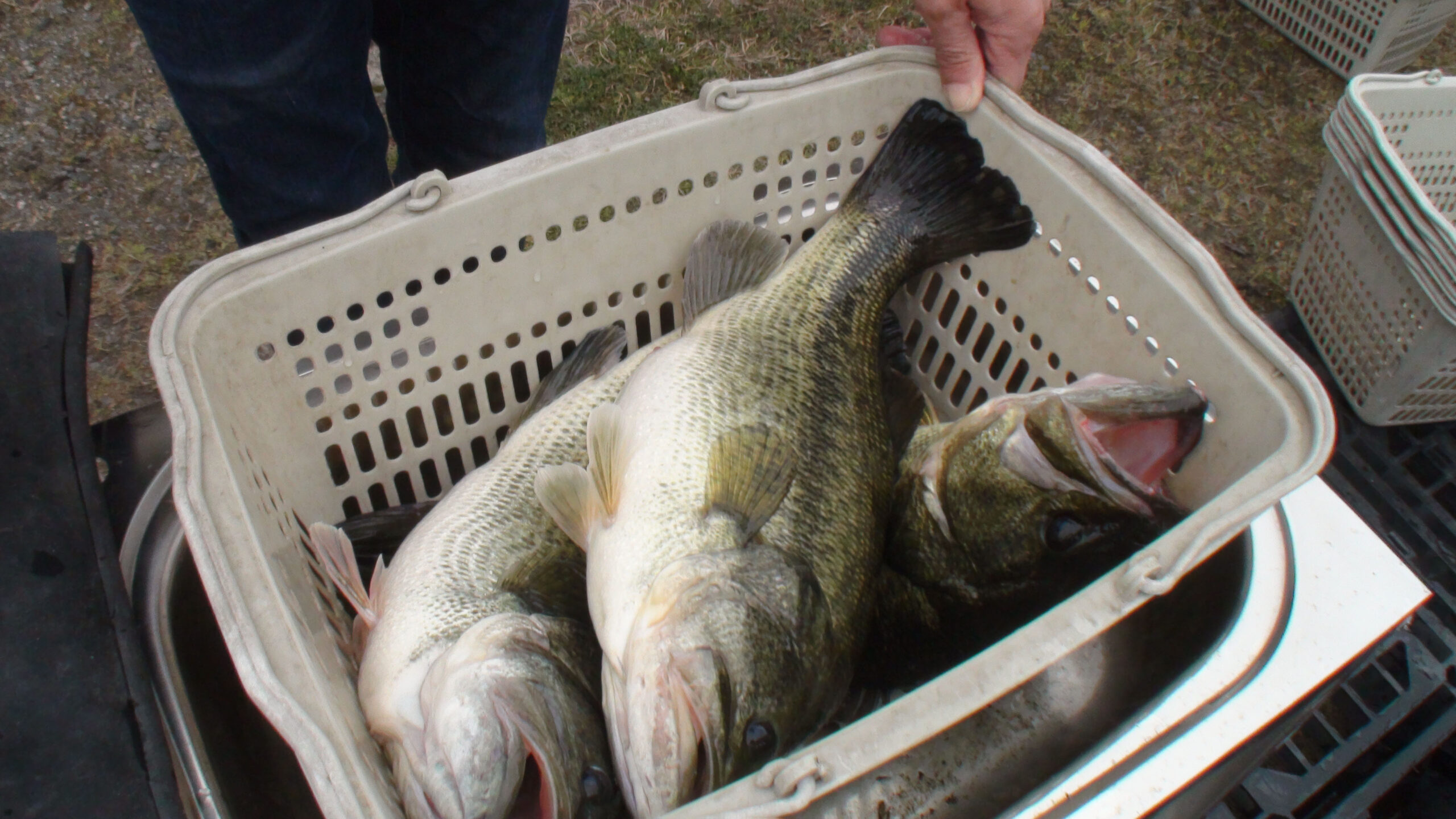 ビワコオープンロクマル